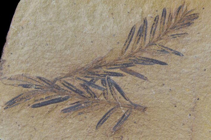 Dawn Redwood (Metasequoia) Fossil - Montana #153713